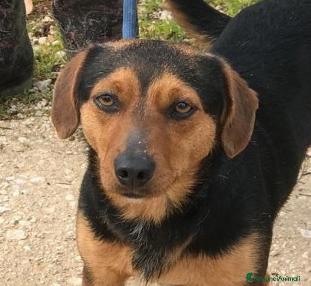 Meticcio cani in regalo: Cico giovanissimo simil pinscher  in adozione a Provincia di Latina - Immagine 1