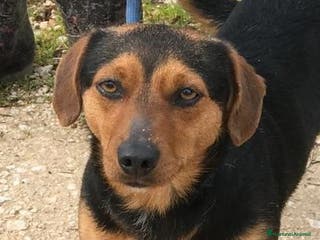 Meticcio cani Cico giovanissimo simil pinscher in adozione a Provincia di Latina - Annuncio 1