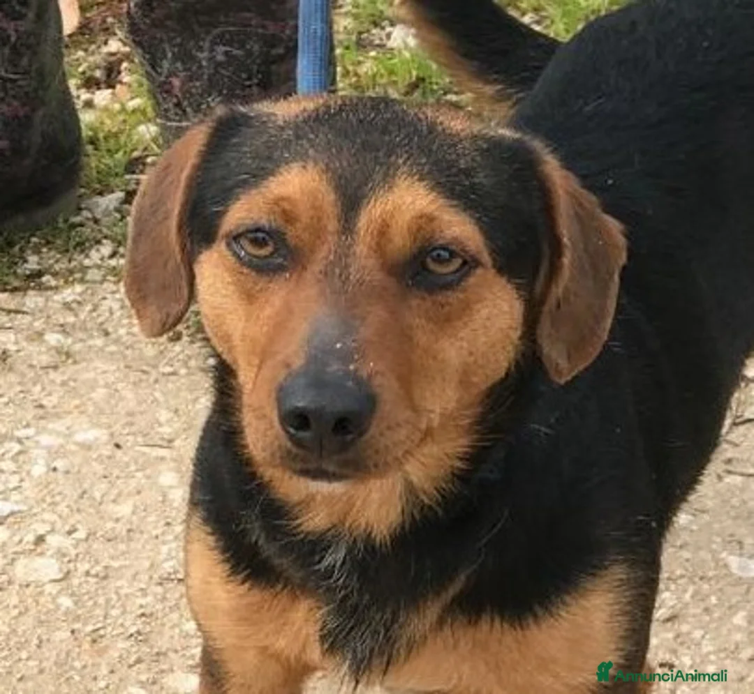 Meticcio cani in regalo: Cico giovanissimo simil pinscher  in adozione a Provincia di Latina - Annuncio 1