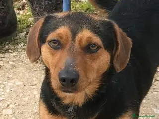 Meticcio cani Cico giovanissimo simil pinscher in adozione a Provincia di Latina - Annuncio 24