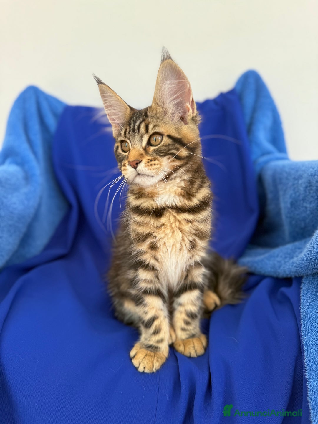 Maine Coon gatti in vendita: Cucciola di Maine coon disponibile  a Provincia di Novara - Immagine 4