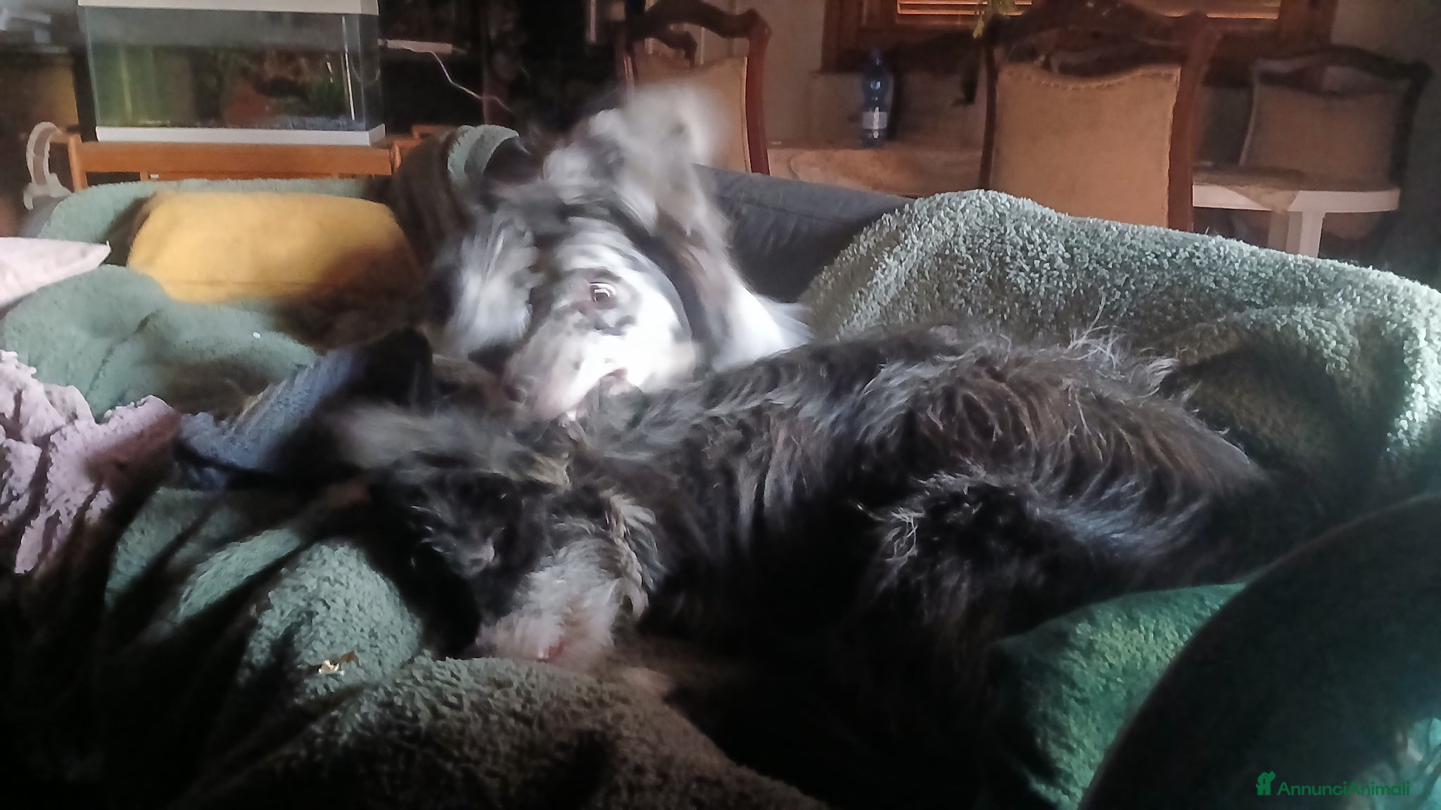 Meticcio cani cuccioli su prenotazione - Annuncio 1