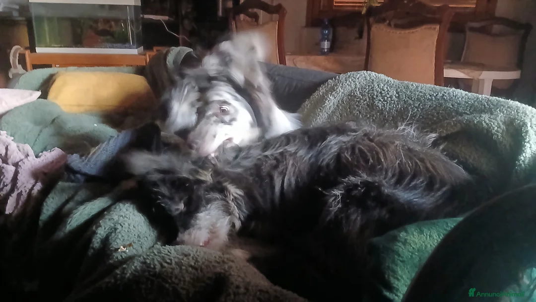 Meticcio cani in vendita: cuccioli su prenotazione - Annuncio 1
