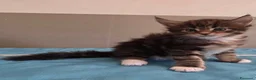 Maine Coon gatti in vendita: Litter F Dolci Fusa - Annuncio 13