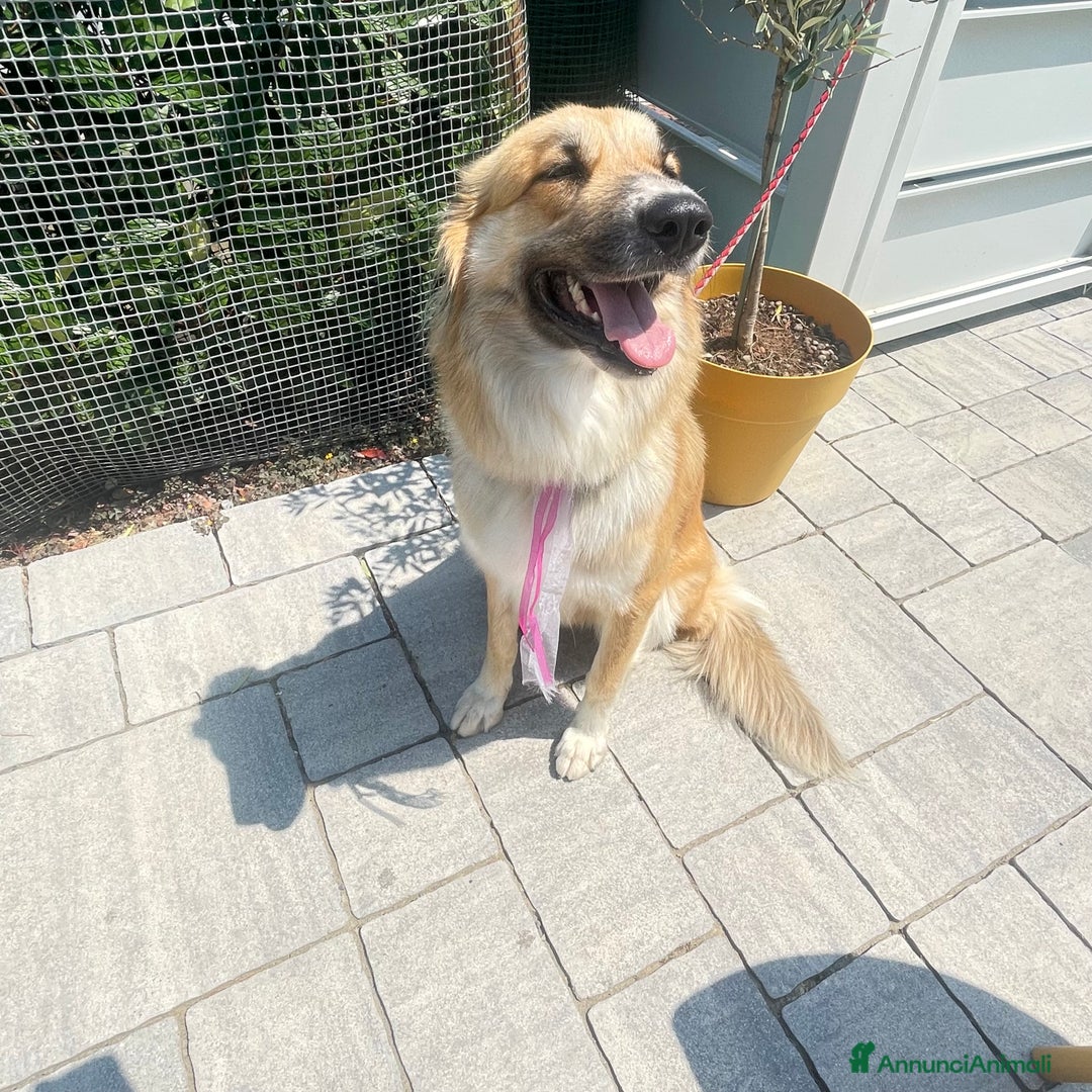Meticcio cani in regalo: Cucciolona a Città Metropolitana di Bologna - Immagine 5