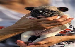 Bulldog Francese cani in vendita: Cucciole Bulldog Francese a Città metropolitana di Roma Capitale - Immagine 6