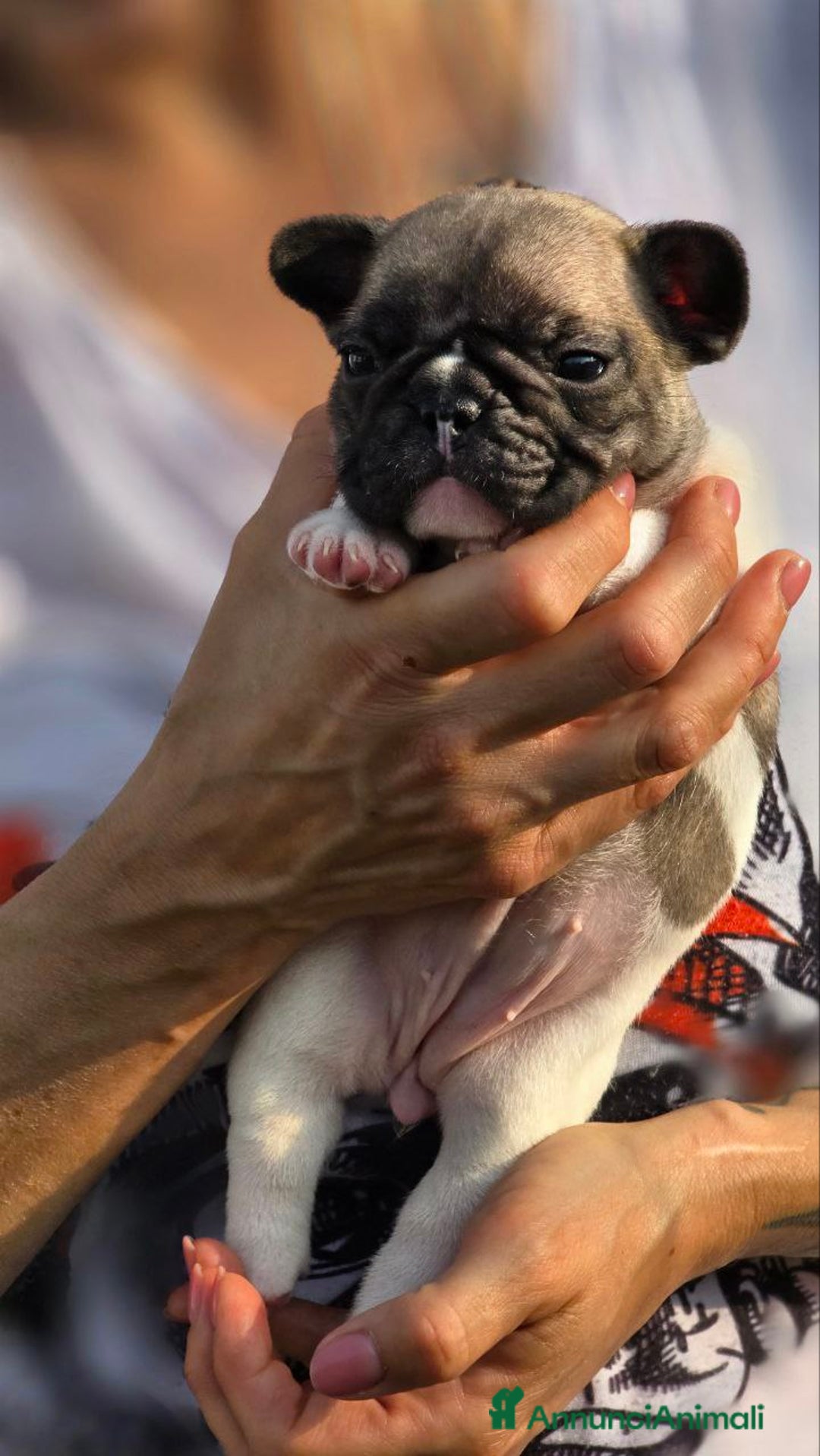 Bulldog Francese cani in vendita: Cucciole Bulldog Francese a Città metropolitana di Roma Capitale - Immagine 6