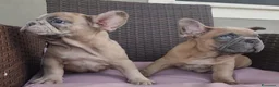 Bulldog Francese cani in vendita: Bulldog francese  - Annuncio 9