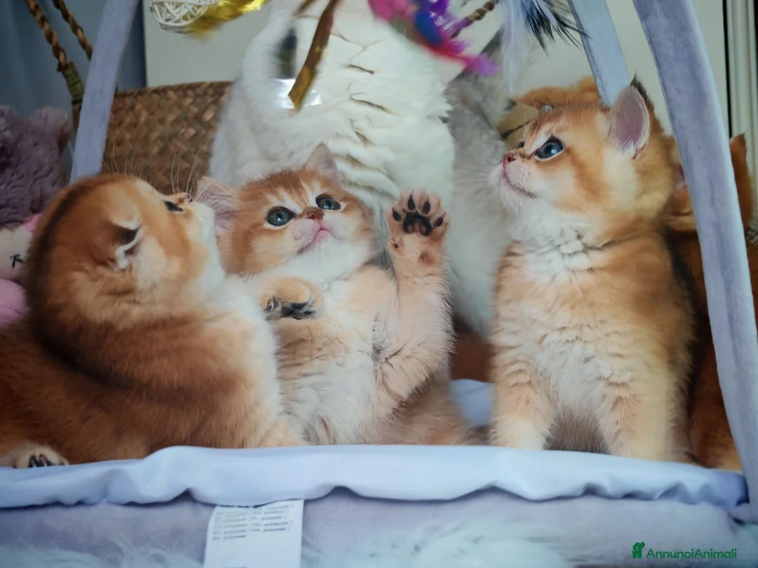 Scottish gatti in vendita: Cuccioli Scottish con Pedigree  - Annuncio 1
