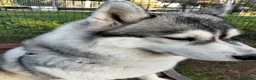 Husky cani per accoppiamento: Cerco husky siberiano a Città metropolitana di Roma Capitale - Annuncio 2
