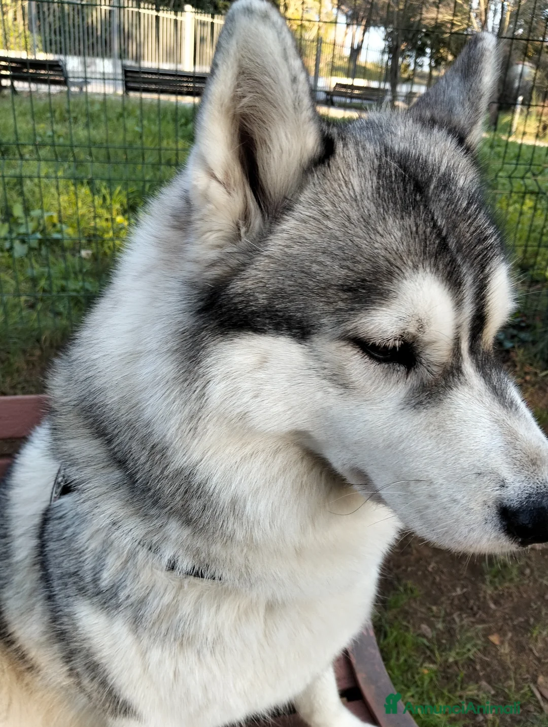 Husky cani per accoppiamento: Cerco husky siberiano a Città metropolitana di Roma Capitale - Annuncio 2