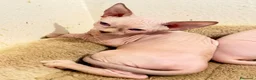 Sphynx gatti in vendita: Sphynx  - Annuncio 5