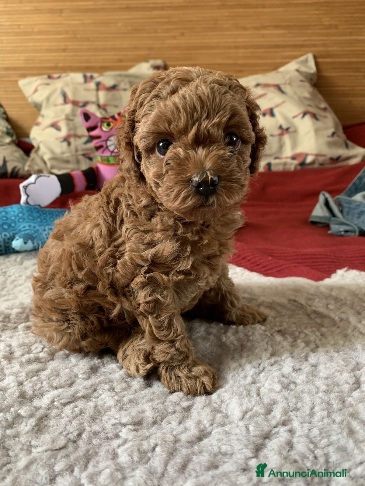 Barboncino cani Cuccioli di Barboncino  - Annuncio 1