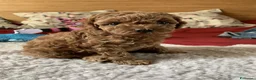 Barboncino cani in regalo: Cuccioli di Barboncino  a Provincia di Reggio Emilia - Annuncio 1