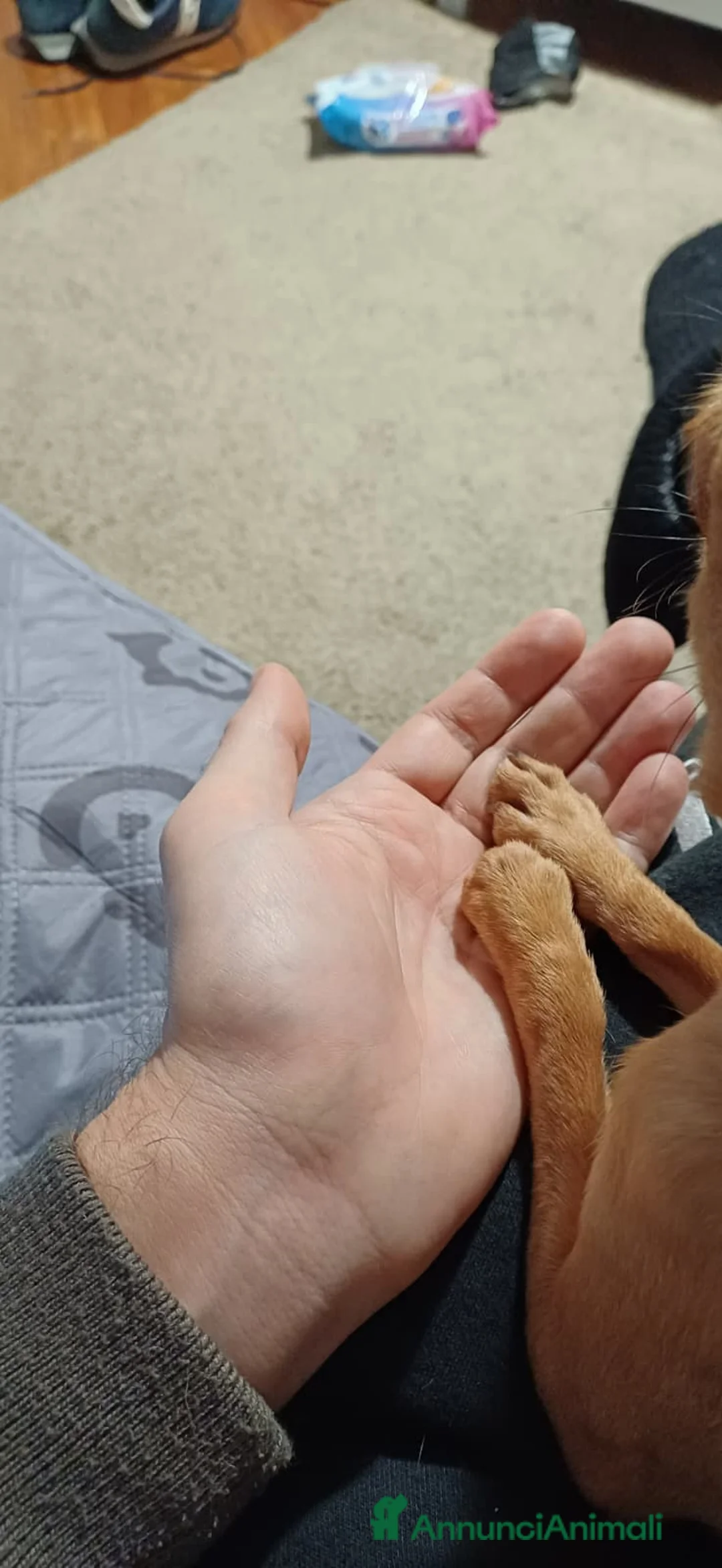 Chihuahua cani in vendita: Chihuahua pelo corto 14 mesi guinzaglio traversina - Annuncio 3