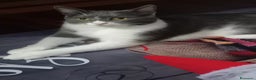 Meticcio gatti in regalo: GATTO DOLCISSIMO  - Annuncio 7