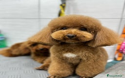 Barboncino Toy cani per accoppiamento: Barboncino Toy per accoppiamento  - Annuncio 4