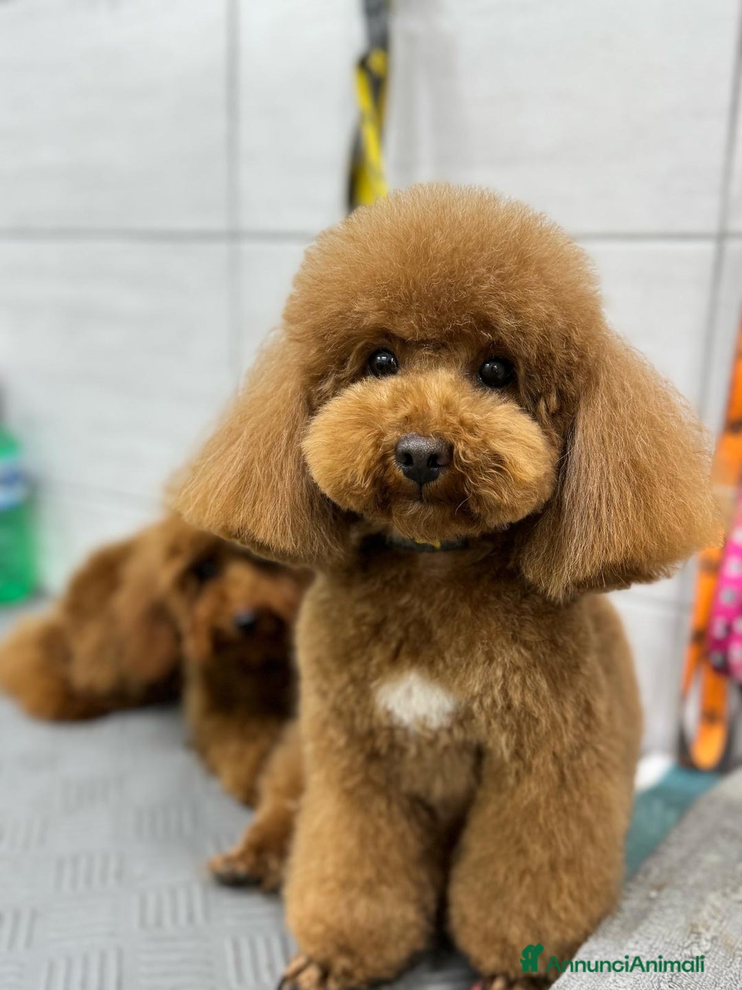 Barboncino Toy cani per accoppiamento: Barboncino Toy per accoppiamento  - Annuncio 4