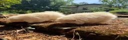 Volpino Pomerania cani in vendita: Volpino di Pomerania  - Annuncio 11