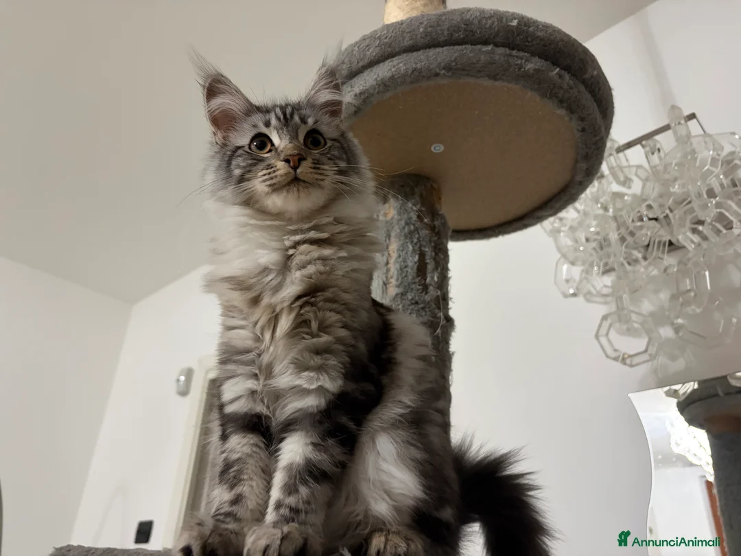 Maine Coon gatti in vendita: Gattina maine coon con pedigree a Provincia di Monza e della Brianza - Annuncio 1