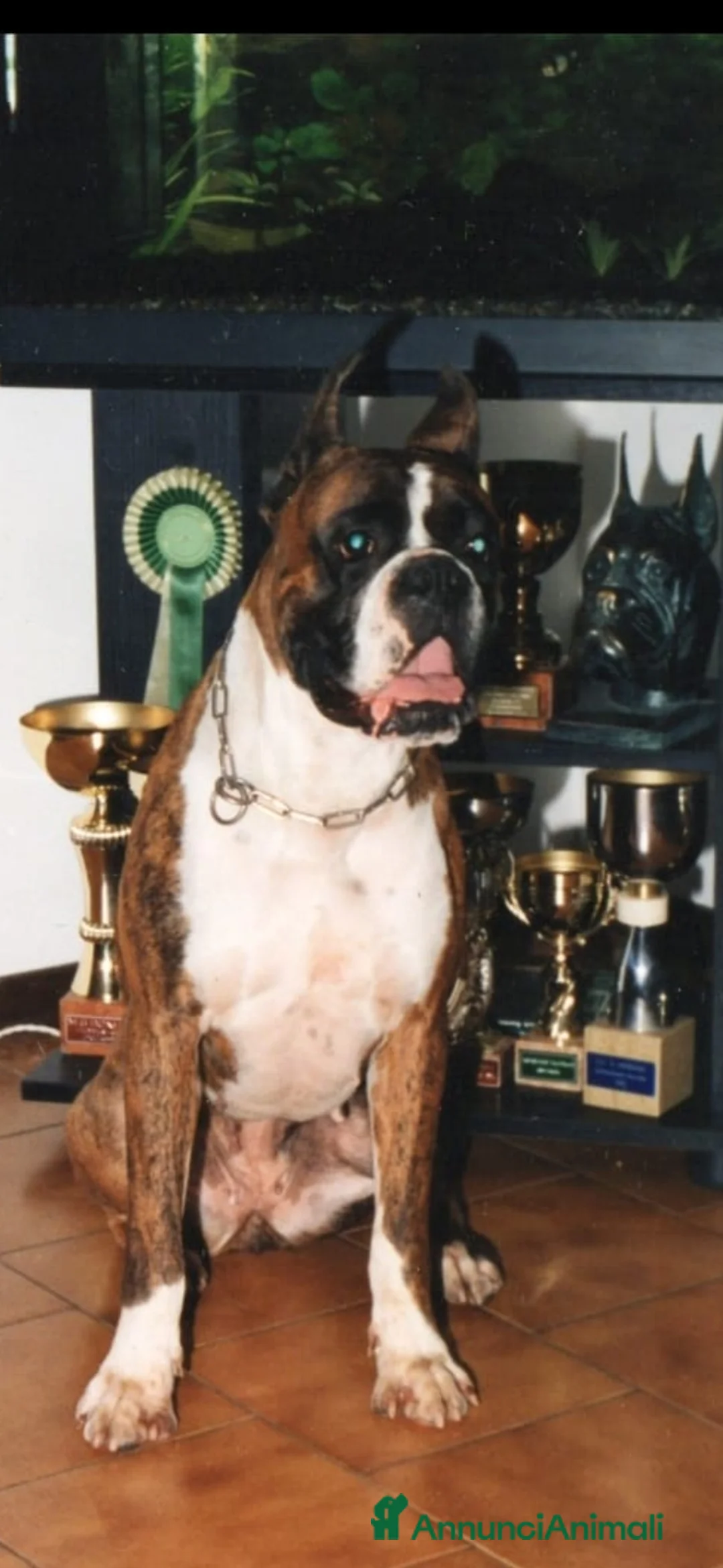 Immagine della galleria {{count}}