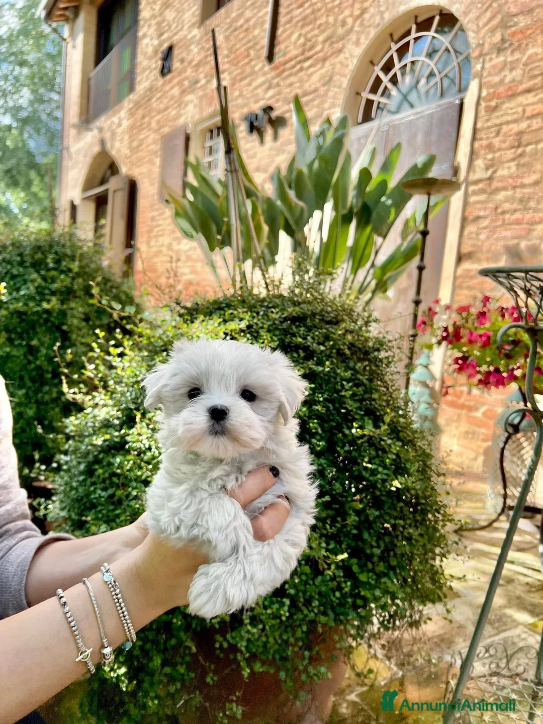 Maltese cani in vendita: Bellissimi maltesi cuccioli a Città Metropolitana di Venezia - Annuncio 2