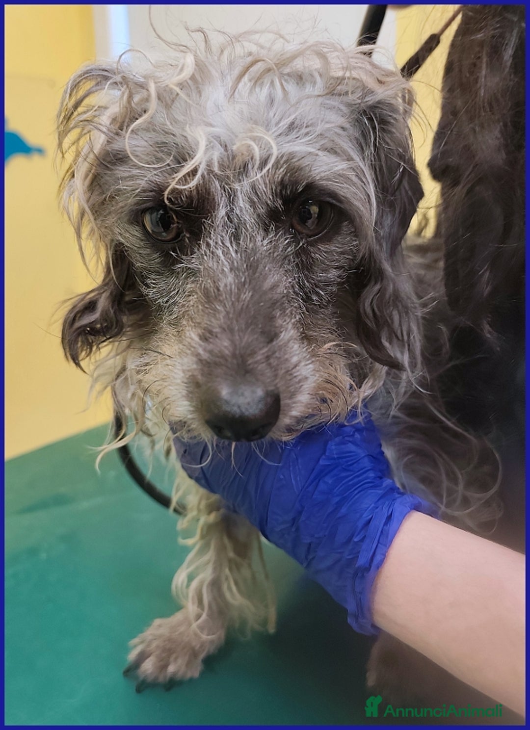 Bassotto cani in regalo: SHENZI SIMIL BASSOTTINA TG PICCOLA, 5 ANNI, CERCA  - Annuncio 9