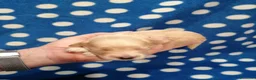 Maltipoo cani in vendita: Maltipoo F1B cuccioli - Annuncio 3