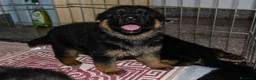Pastore Tedesco cani in vendita: Allevamento di Terra Scura a Provincia di Salerno - Annuncio 9