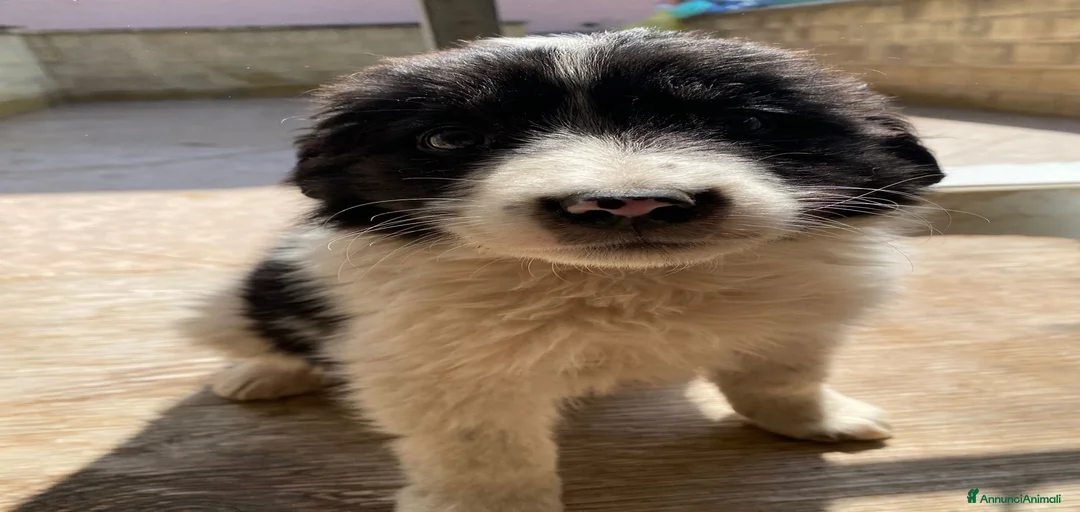 Immagine della galleria {{count}}