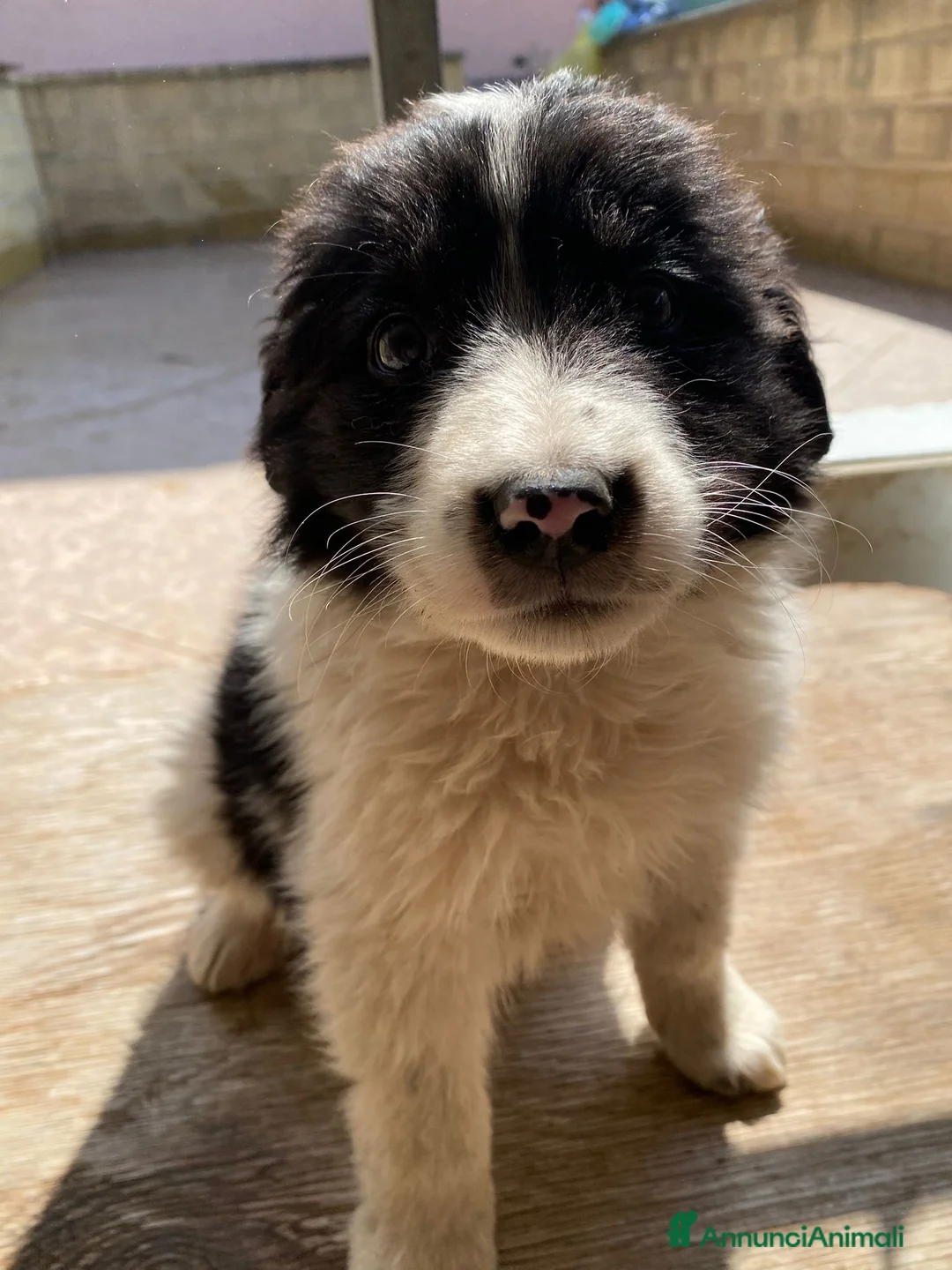 Immagine della galleria {{count}}