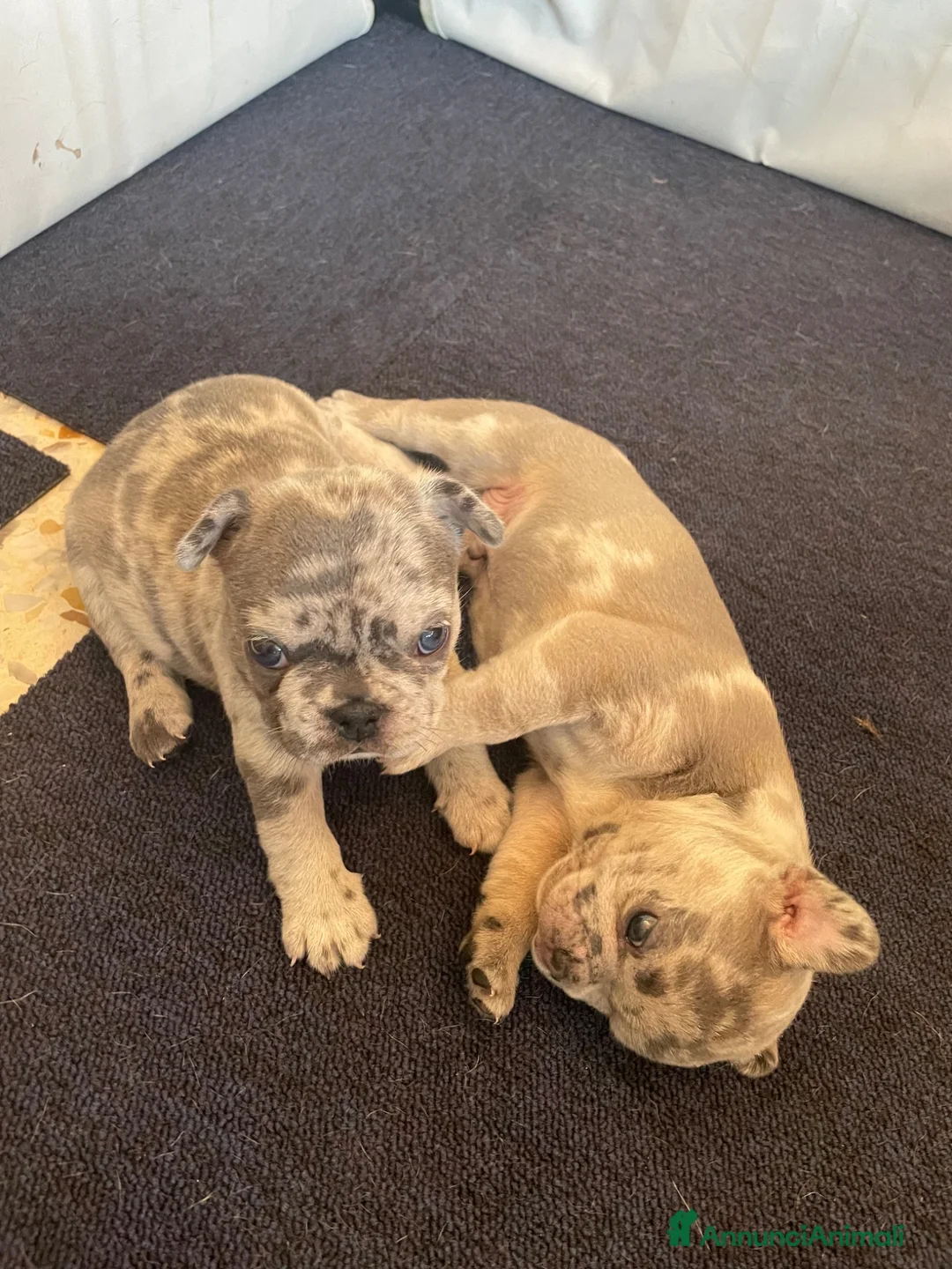 Bulldog Francese cani in vendita: Cuccioli Bulldog francese  - Annuncio 8