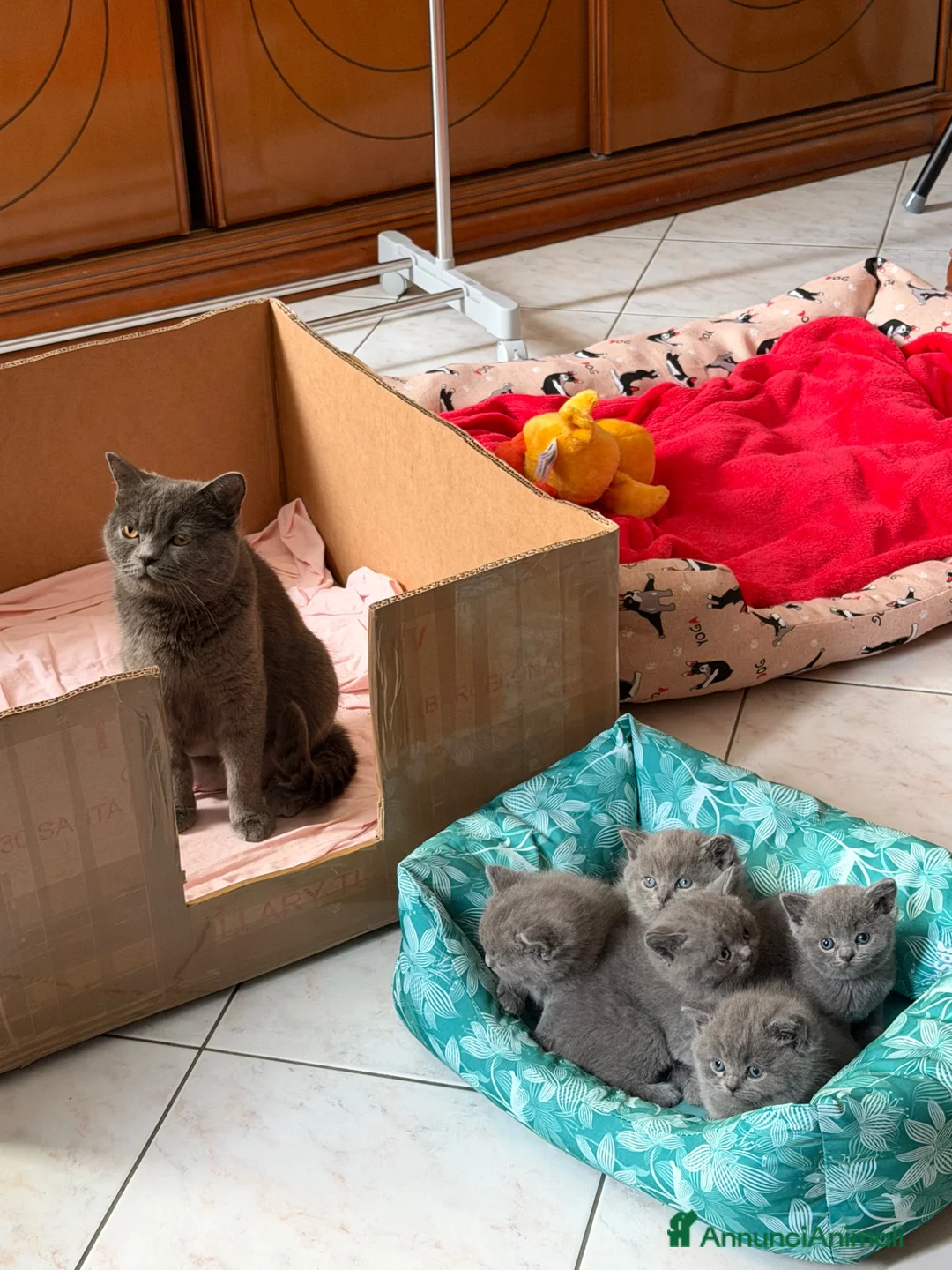 British gatti in vendita: British Shorthair blu - Annuncio 2