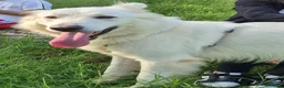 Pastore Svizzero cani in regalo: Gucci, uno splendido pastore svizzero - Annuncio 9