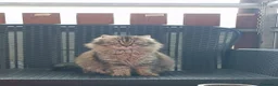 Europeo gatti in regalo: 2 gattini cercano casa  a Provincia di Belluno - Annuncio 2