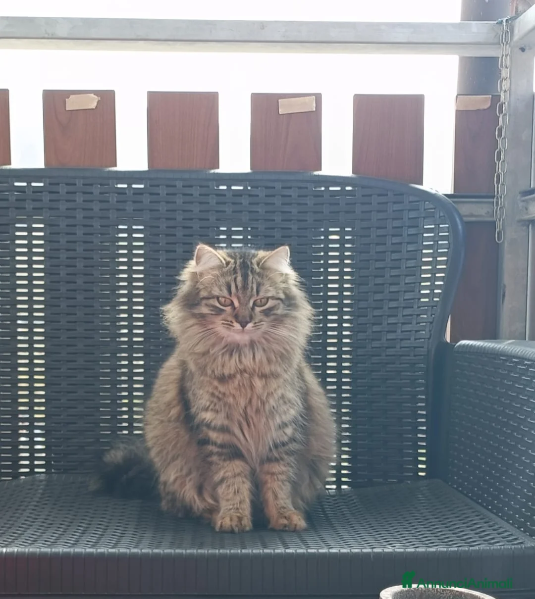 Europeo gatti in regalo: 2 gattini cercano casa  a Provincia di Belluno - Annuncio 2