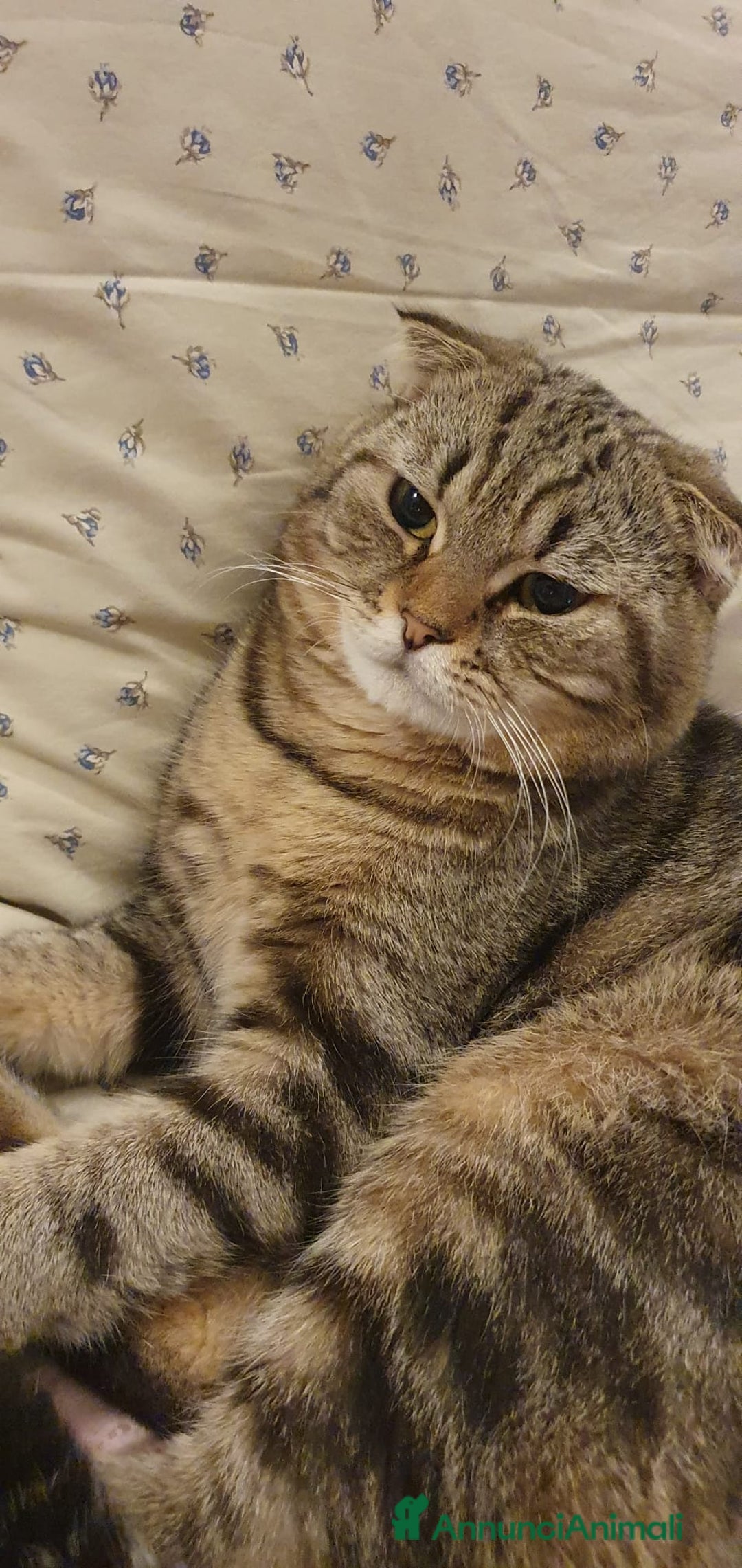 British gatti per accoppiamento: Gatto per accoppiamento  - Annuncio 7