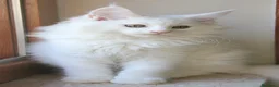 Maine Coon gatti in vendita: Maine Coon femmina  - Annuncio 5