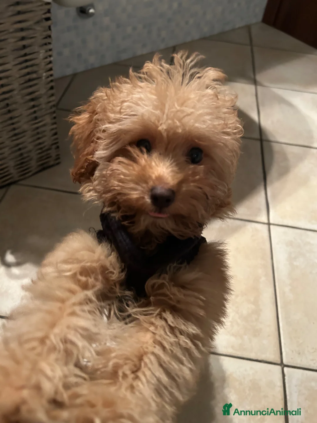 Barboncino Toy cani in vendita: BARBONCINO RED TOY  a Provincia di Como - Annuncio 1