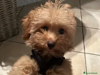 Barboncino Toy cani BARBONCINO RED TOY - Annuncio 2