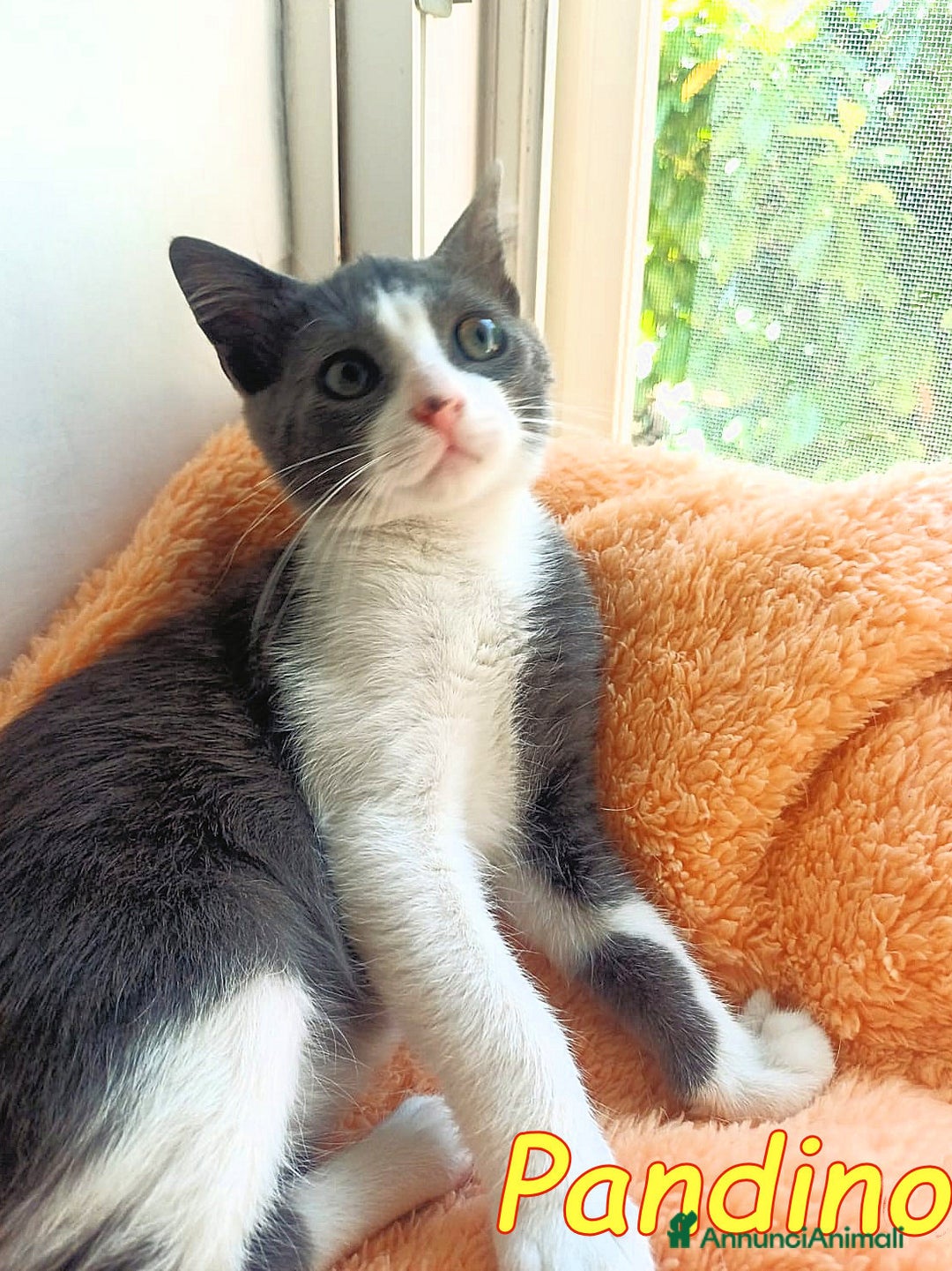 Europeo gatti in regalo: iss Frangetta e Pandino 💕 - Immagine 3