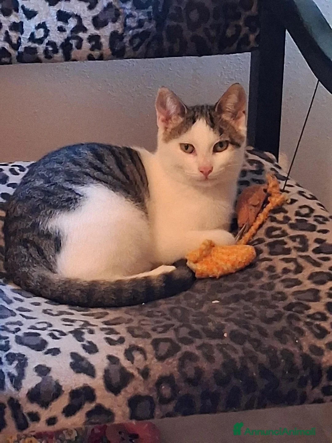 Europeo gatti in regalo: Regalo cuccioli - Annuncio 5