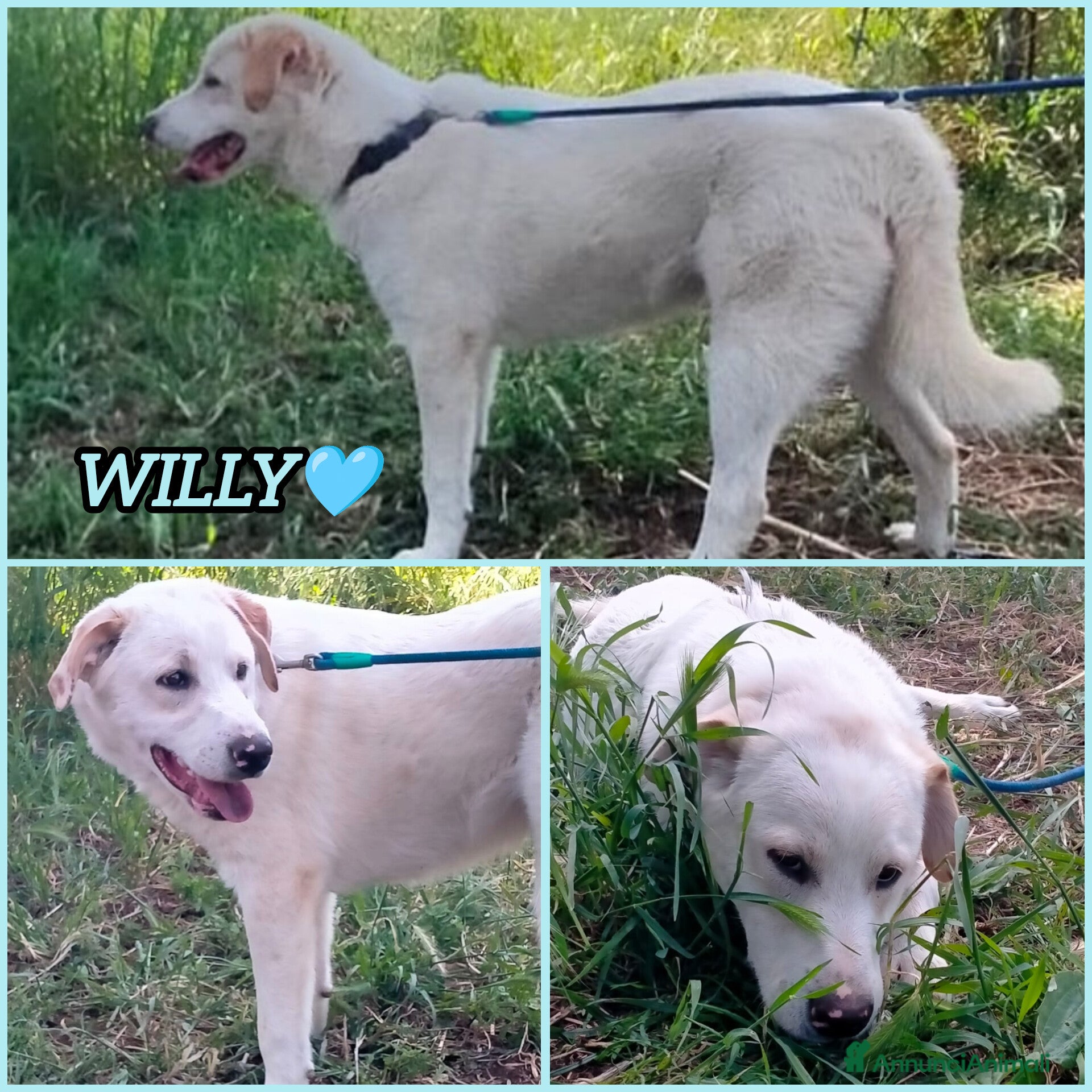 Meticcio cani WILLY CUCCIOLO MIX LABRADOR  - Annuncio 8