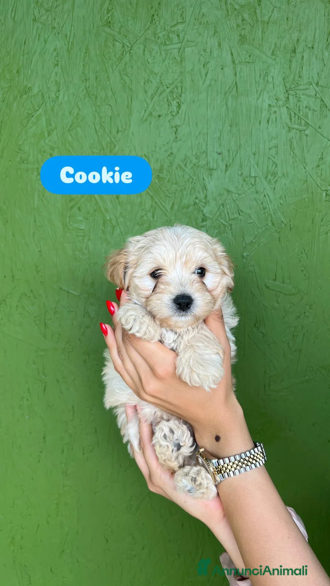 Maltipoo cani in vendita: maltipoo - Annuncio 1