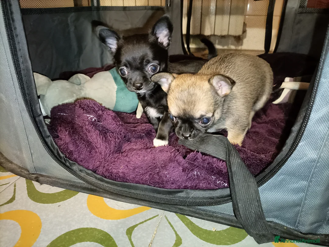 Chihuahua cani in vendita: Chihuahua cuccioli pedigree Enci  - Annuncio 2