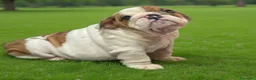 Bulldog cani in vendita: Cucciola Bulldog inglese  - Annuncio 4