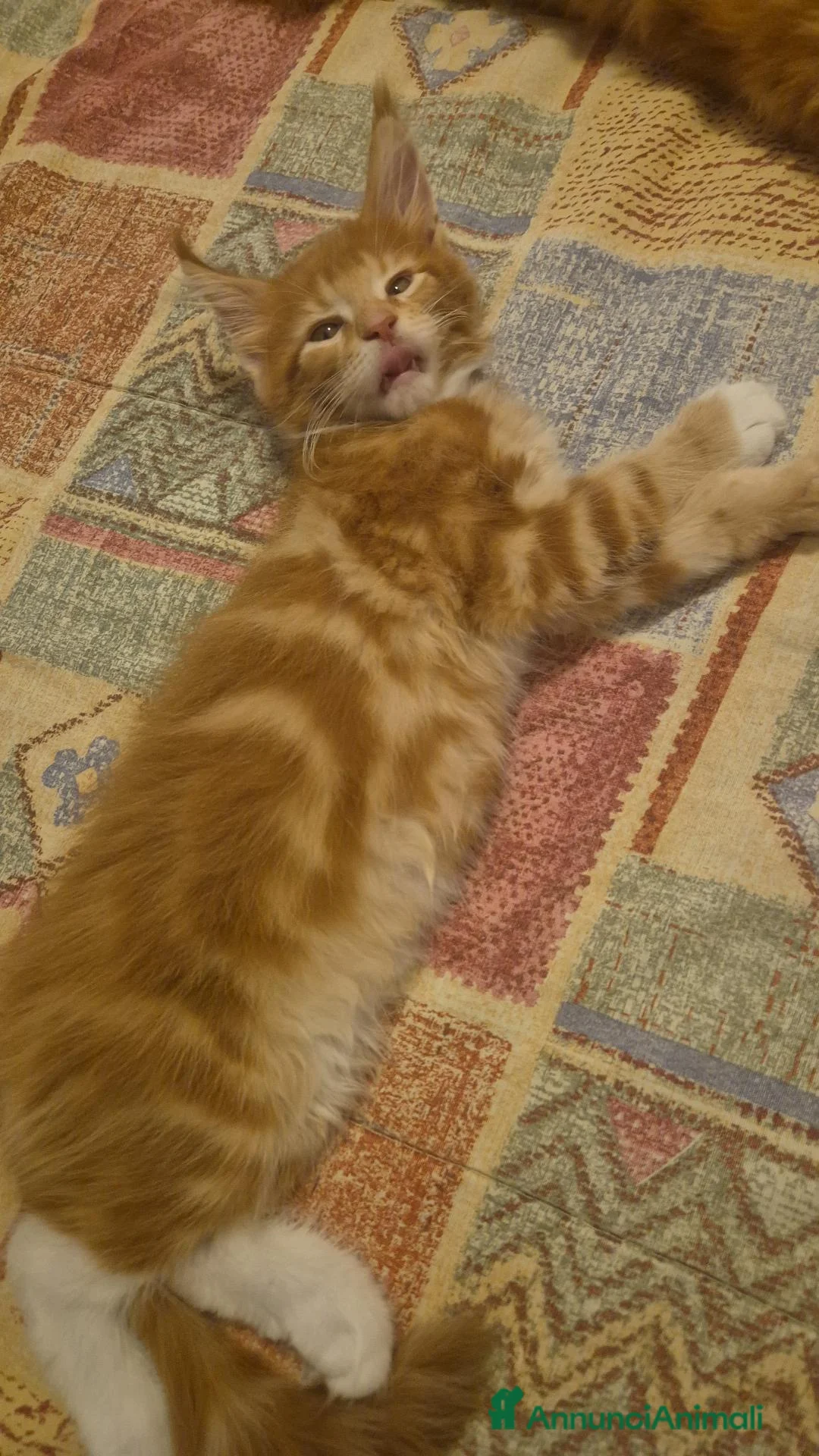 Maine Coon gatti in vendita: Cucciolo main coon  a Provincia autonoma di Bolzano - Alto Adige - Annuncio 5