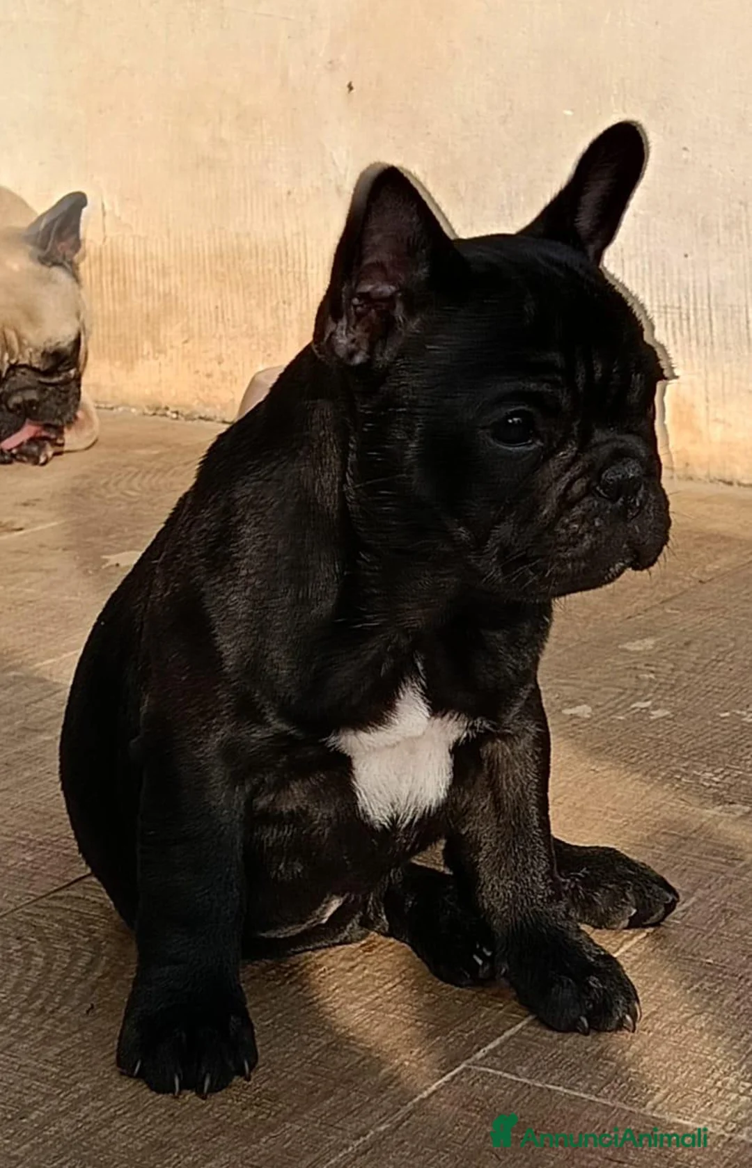 Bulldog Francese cani in vendita: Bouledogue francese dolcissimi cuccioli a Città metropolitana di Palermo - Annuncio 2