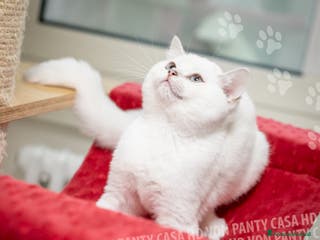 British gatti Cuccioli British Shorthair - Annuncio 15