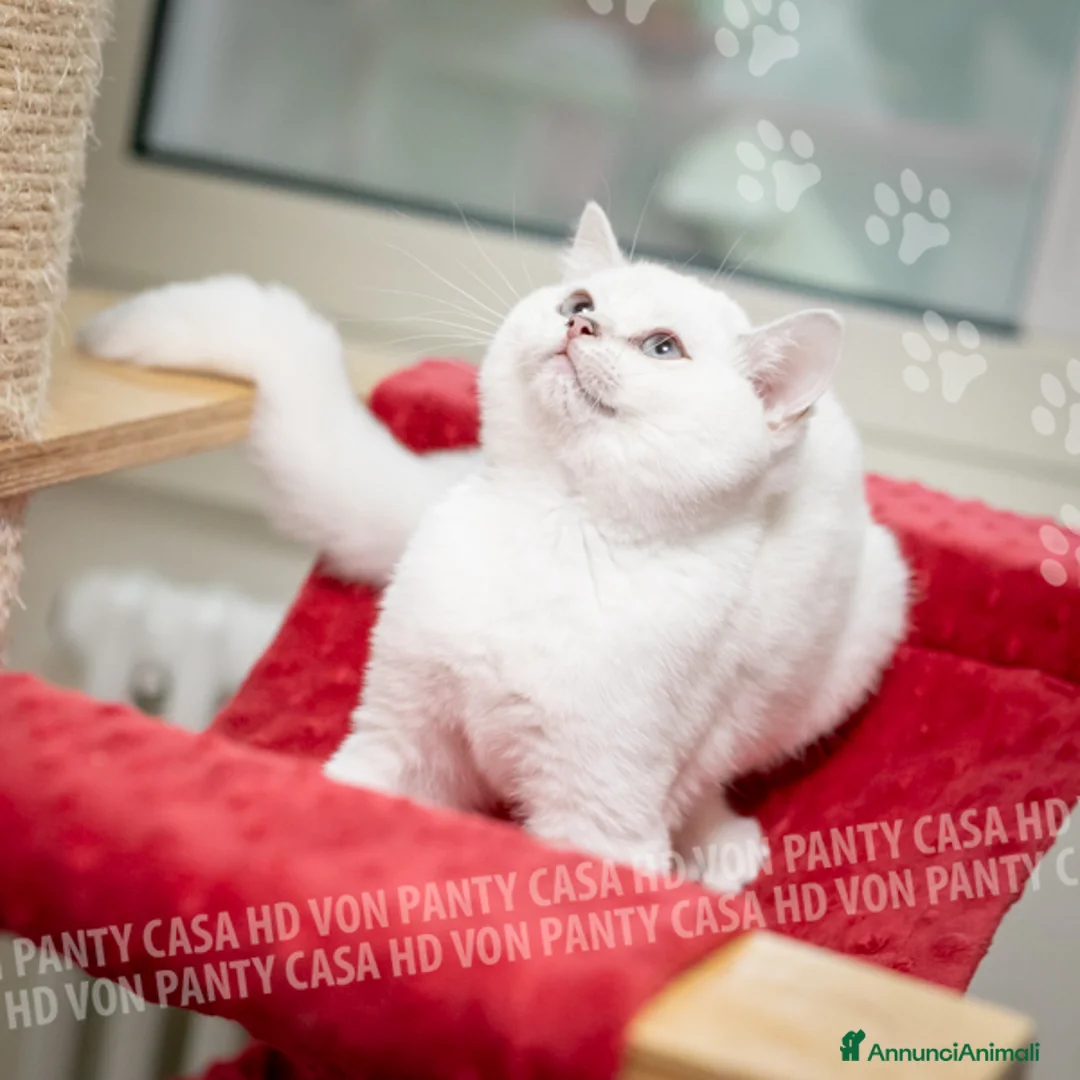 British gatti in vendita: Cuccioli British Shorthair  - Annuncio 1